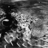 <p><span style="font-size: 80%;">Micronesia, 2003<br /><em>Puffer</em><br />Toned gelatin silver print<br /> 22 x 24" </span></p>