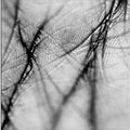 <p><span style="font-size: 80%;">Anabell Guerrero<br /><em>The Line of The Life</em><br />1997<br />Triptych<br />Silver print on aluminium<br />Variable dimensions</span></p><br/><p><span style="font-size: 80%;"><span> Seraphin Gallery, Philadelphia, PA</span></span></p>