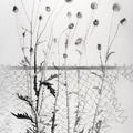 <p>Joan Wadleigh Curran<br /><em>At the Edge</em><br />2009<br />Charcoal on paper<br />50" x 38"</p>