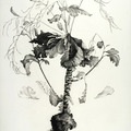 <p>Joan Wadleigh Curran<br /><em>Growth</em><br />2009<br />Charcoal on paper<br />30" x 22 1/2"</p>
